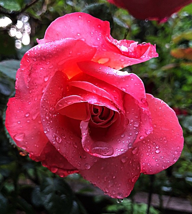 Lately, there have been plenty of raindrops on roses, but I try to slow down and stop and smell ‘em just the same.